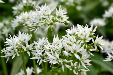 Viele B&auml;rlauchbl&uuml;ten auf einer Fr&uuml;hlingswiese