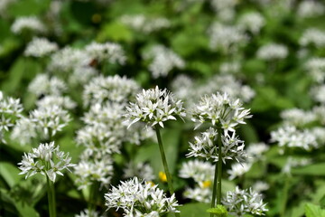 Viele Bärlauchblüten auf einer Frühlingswiese