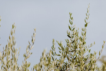 Branches d'olivier dans le ciel bleu du sud