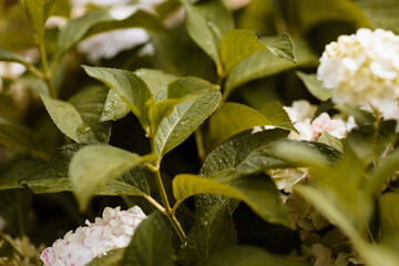 Feuilles d'hortensias mouill&eacute;es par la pluie