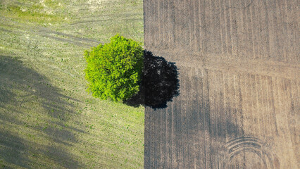 Baumzwischen zwei Acker, Kulturlandschaft, Landwirtschaft, Ökologie. Luftbild