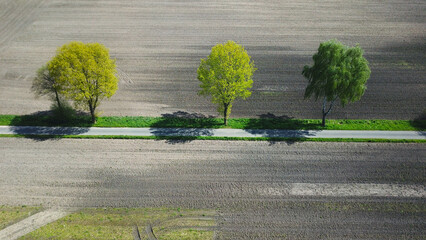 Feldweg mit einzelnen Bäumen am Rand zwischen Feldern und Ackerflächen im Frühjahr, durch...