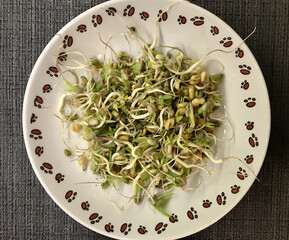 Salad of fresh vegetables and microgreens. Onions, apples, a mound of sprouted mung beans on a porcelain white plate on the table. Concept of diet, veganism, healthy foods. Close-up