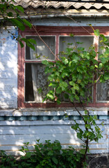 Fototapeta na wymiar Grapes grow near the window of an old house