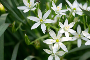 Ants on white flowers. Chlorophytum comosum ocean