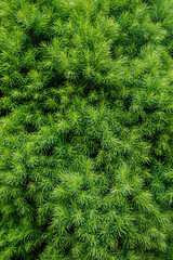 Background, texture of green spruce, coniferous tree ?onica. Photograph of nature in the garden.