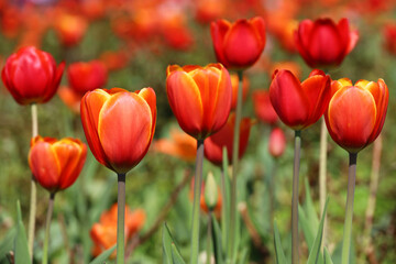 Red tulip flowers, spring background. Field of blooming tulips, selective focus