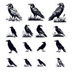 Obraz premium _cute_raven