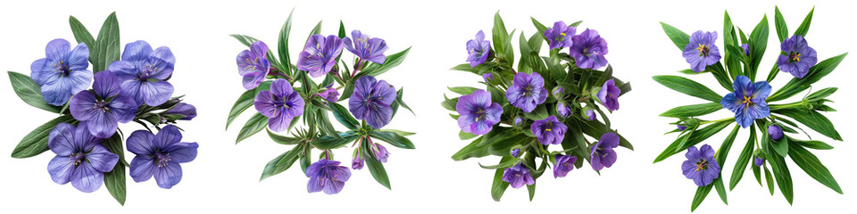 Prairie Spiderwort Plants Top View Hyperrealistic Highly Detailed Isolated On Transparent Background Png File