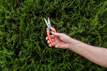 A male gardener with a pruning shears in his hands cuts the branches of a green thuja in the...