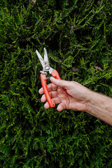 A male gardener with a pruning shears in his hands cuts the branches of a green thuja plant in the...