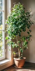 Trendy Ficus Plant for Modern House. Benjamina Weeping Fig in a Pot for Green Home Decor