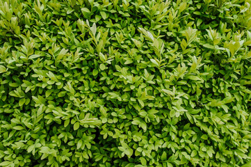 Background of green leaves of boxwood bush, an evergreen plant in the garden. Nature photography.