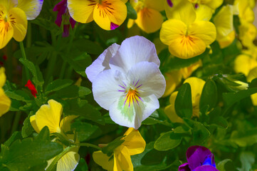 Pensamiento de color blanco