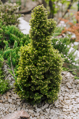 A small green decorative topiary yew grows in the garden. Nature photography.