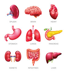 Human internal organs set. Spleen, brain, heart, stomach, lungs, pancreas, kidneys, intestines and liver. Vector illustration