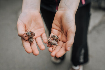 A lot of cockchafers, large insects on the hands, palms of a child close-up outdoors in nature. Animal photography.