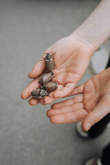 A lot of cockchafers, large insects on the hands and palms of a child close-up. Animal photography.