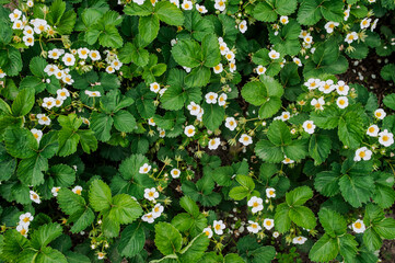 Background, texture of blooming strawberry flowers, green leaves, foliage in the garden in spring. Nature photography, top view.