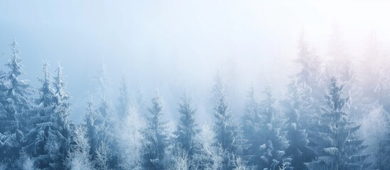 Fototapeta na wymiar Frozen winter forest in the fog. Winter forest scenery panoramic view. Pine trees in the snow. Freezing weather in the woods.