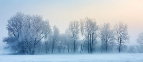 Frozen winter forest in the fog. Winter forest scenery panoramic view. Pine trees in the snow. Freezing weather in the woods.