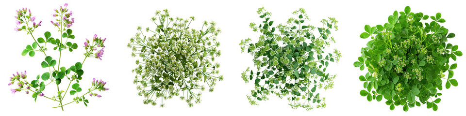 Meadow Rue Plants Top View  Hyperrealistic Highly Detailed Isolated On Transparent Background Png File