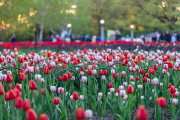 Spring flowers in park with walking people. Tulip festival in Ottawa, Canada.