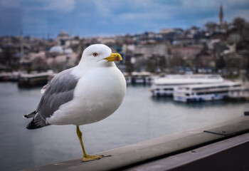 seagull on the pier