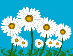Chamomile vector illustration. white daisy flower blue background. Cute round flower. Love card symbol. Growing concept. Flat design