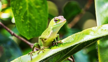 Green Anole- A charming Floridian resident enjoying a leafy perch in Miami's Backyard
