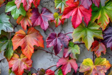 Colorful Autumn Wall with Parthenocissus Creeper Leaves