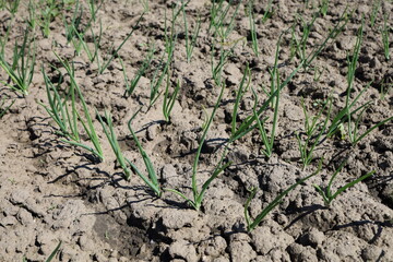 Rows of young shoots of green onions in the garden. Agriculture. Gardening.