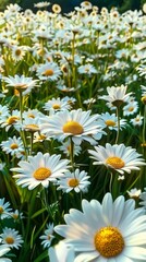 Fototapeta premium A vast field of vibrant daisies basking in the warm glow of the sunset, creating a serene landscape