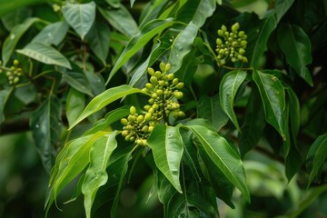 Chinese Pistache Tree: Foliage, Leaves, and Saplings of Pistacia Chinensis for Urban Landscaping