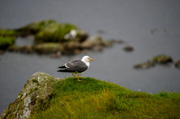 Faröer, Urlaub, Natur