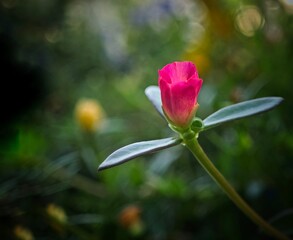 a close up of a red flower with leaves in the background