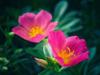 Pink flowers with green leaves