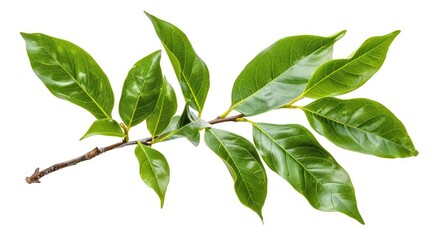 Camphor Branch with Green Leaves Isolated on White Background - Medicinal Herb and Plant