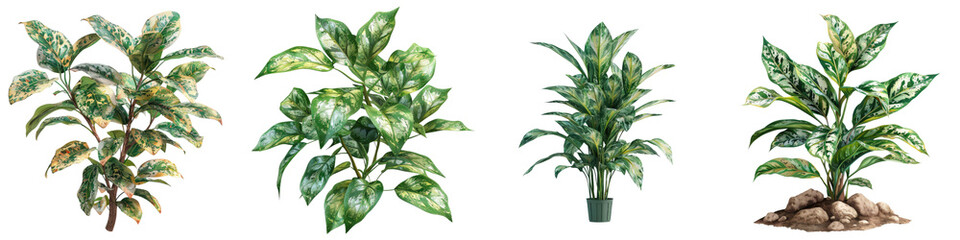 Leopard Plant Plants Hyperrealistic Highly Detailed Isolated On Transparent Background Png File