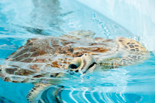 Closeup of A Sea Turtle Coming Up for Air in a Tank at the Turtle Hospital in Marathon Florida
