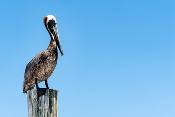 Pelican Standing on a Post Against Blue Sky