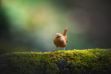 Wren