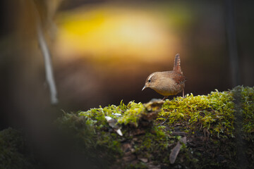Wren