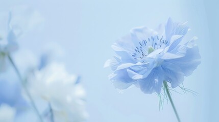 Beautiful flower with a purplish blue tone. Its scientific name is Nigella damascena.