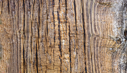 Obraz premium texture of old wood with a cracked surface