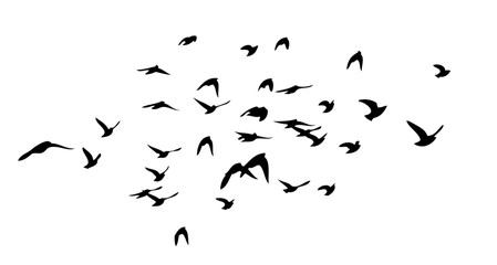 Flying birds silhouette flock. Not AI, Free birds abstraction . Vector illustration