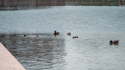 ducks on the water