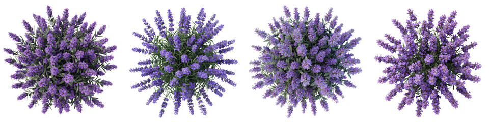 Lavender Plants Top View Hyperrealistic Highly Detailed Isolated On Transparent Background Png File
