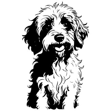 Aussiedoodle portrait sketches hand drawn animal illustration, transparent background