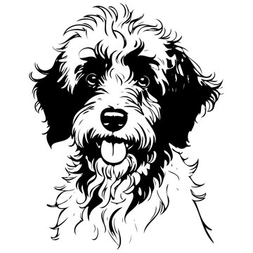 Vector Aussiedoodle portrait ink hand drawn animal illustration, transparent background